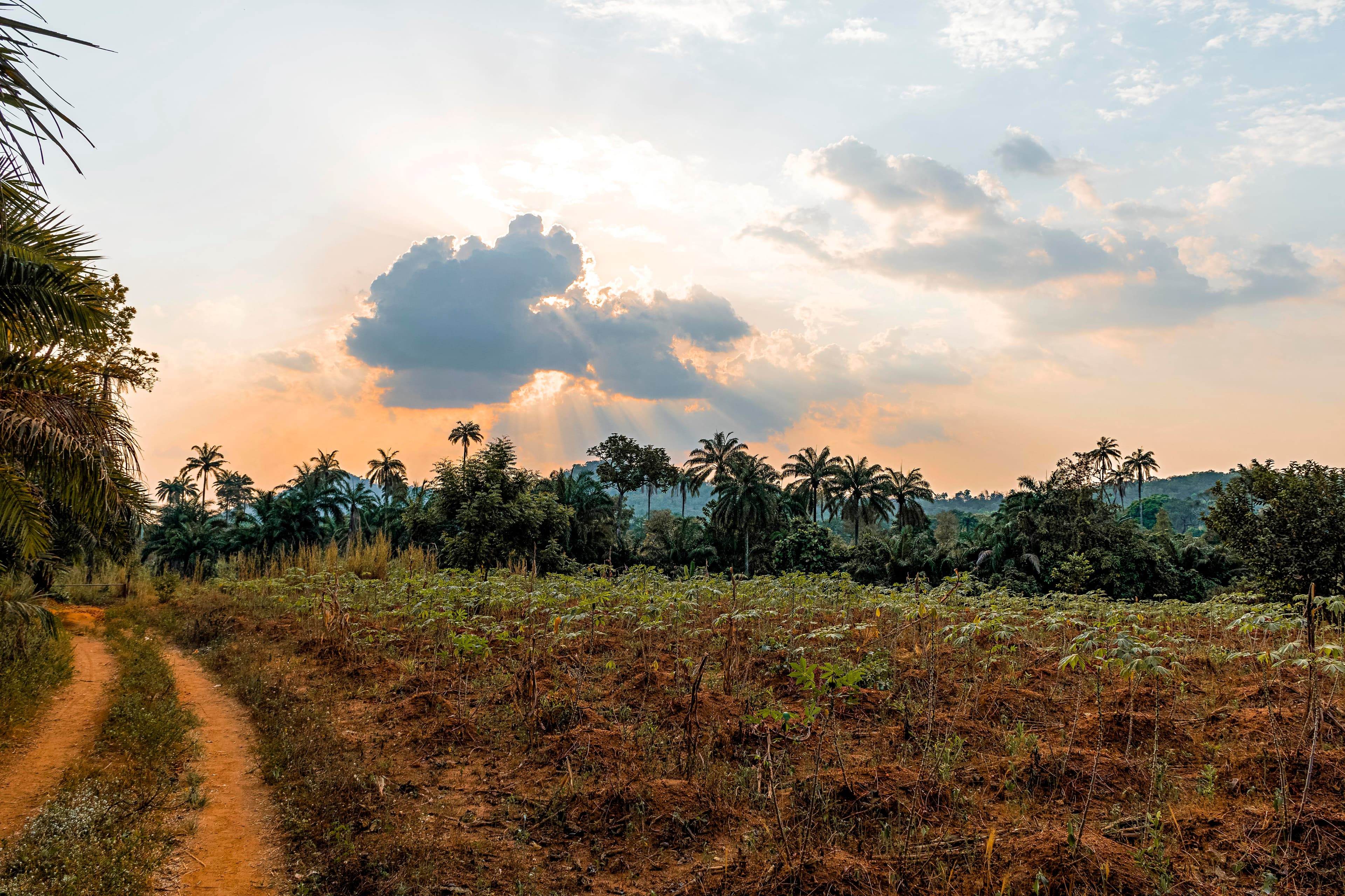 Ghana landscape